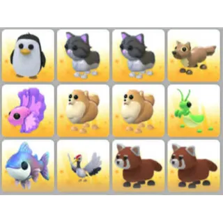BUNDLE PET X12