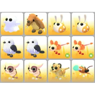 BUNDLE PET X12