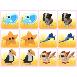 BUNDLE PET X12