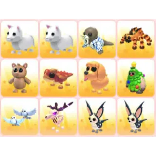 BUNDLE PET X12