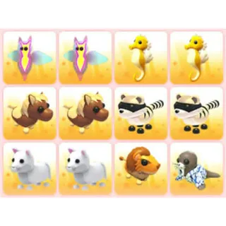 BUNDLE PET X12