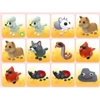 BUNDLE PET X12