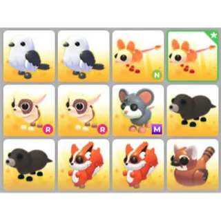 BUNDLE PET X12