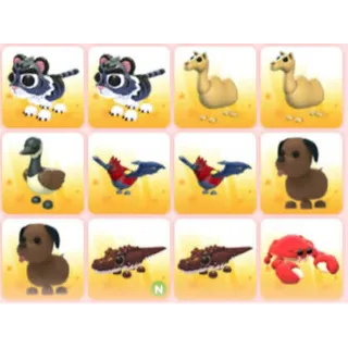 BUNDLE PET X12