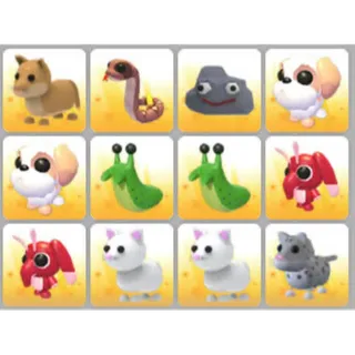 BUNDLE PET X12