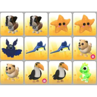 BUNDLE PET X12