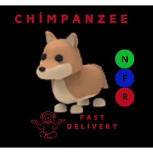 DINGO NFR