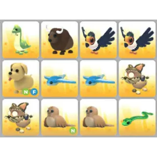 BUNDLE PET X12