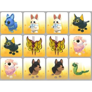 BUNDLE PET X12