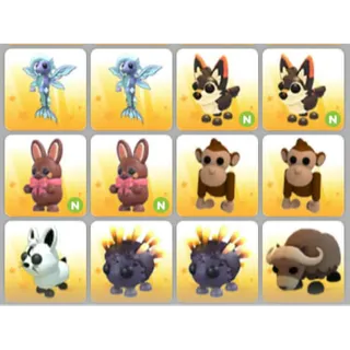 BUNDLE PET X12