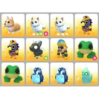 BUNDLE PET X12