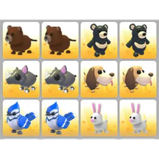 BUNDLE PET X12