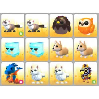 BUNDLE PET X12