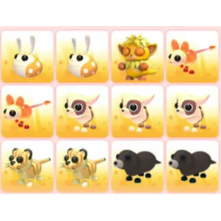 BUNDLE PET X12