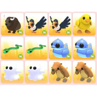 BUNDLE PET X12
