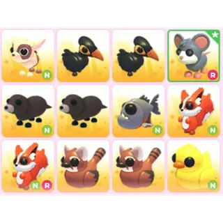 BUNDLE PET X12