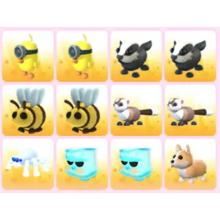 BUNDLE PET X12