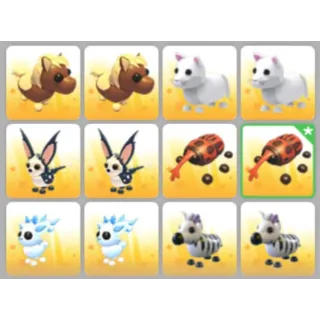 BUNDLE PET X12