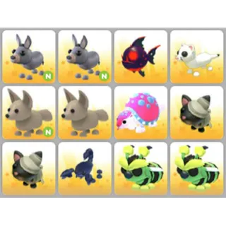 BUNDLE PET X12