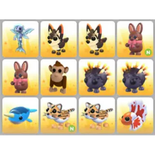 BUNDLE PET X12