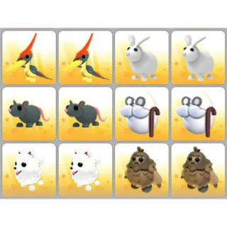 BUNDLE PET X12