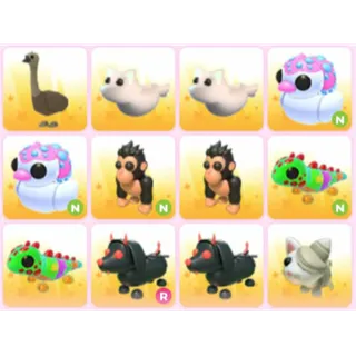BUNDLE PET X12