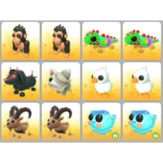 BUNDLE PET X12
