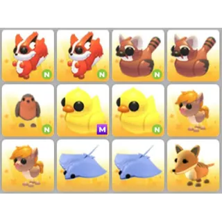 BUNDLE PET X12