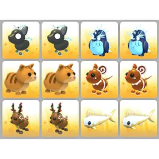 BUNDLE PET X12