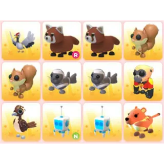 BUNDLE PET X12