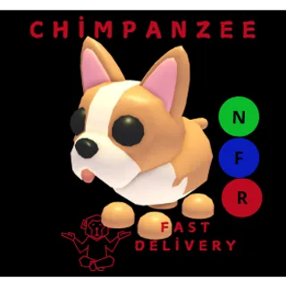 French Bulldog NFR