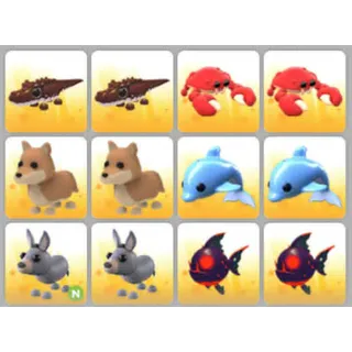 BUNDLE PET X12