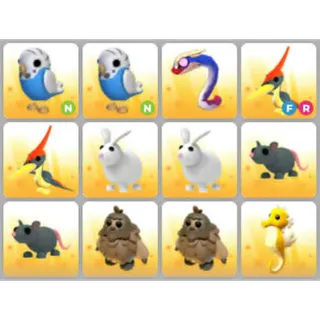 BUNDLE PET X12
