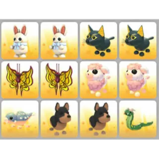 BUNDLE PET X12