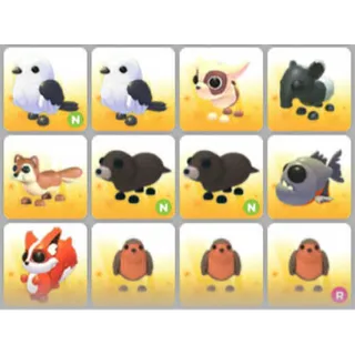 BUNDLE PET X12