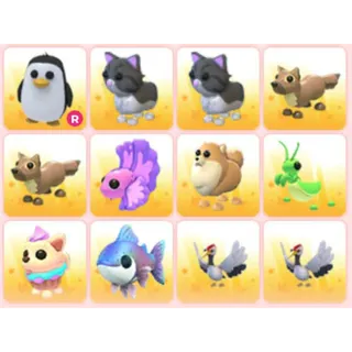 BUNDLE PET X12