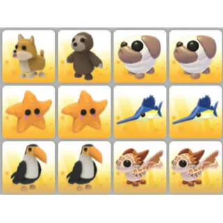 BUNDLE PET X12