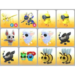 BUNDLE PET X12