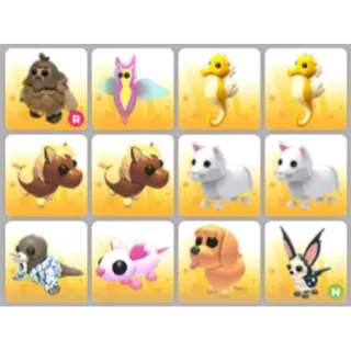 BUNDLE PET X12