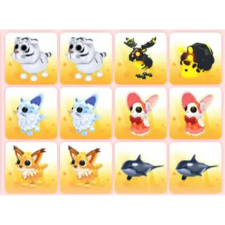 BUNDLE PET X12