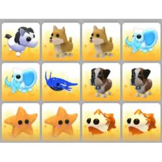 BUNDLE PET X12