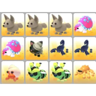 BUNDLE PET X12