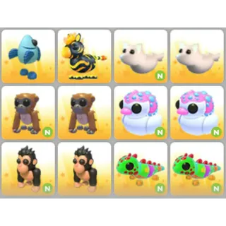 BUNDLE PET X12
