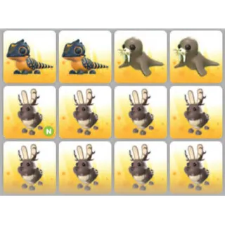 BUNDLE PET X12