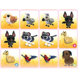 BUNDLE PET X12