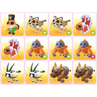 BUNDLE PET X12