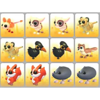 BUNDLE PET X12