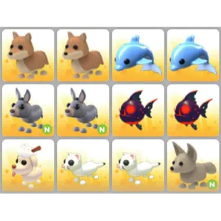 BUNDLE PET X12