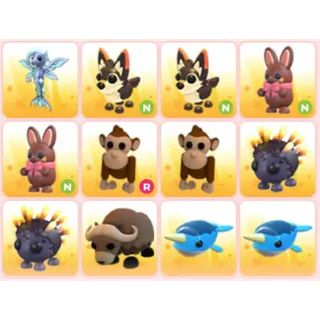 BUNDLE PET X12