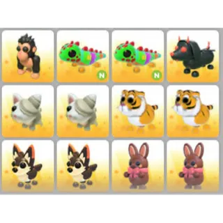 BUNDLE PET X12